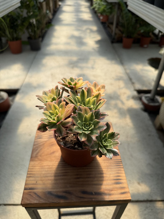 AEONIUM SWEET TEA P10