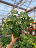 MONSTERA ADANSONII P12