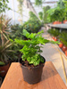 PAPROĆ PTERIS FAUREI P9