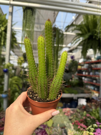 CACTUS CLEISTOCACTUS P9