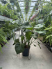 MONSTERA DELICIOSA P21