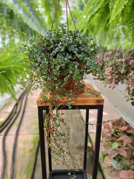 PILEA GLAUCOPHYLLA P16