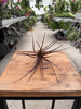 TILLANDSIA MELANOCRATER P10