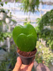 HOYA KERRI PODWÓJNA P6
