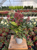 SKIMMIA RUBELLA P10