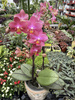 PROMOCJA PHALENOPSIS ORANGE AROMIO FLORAL P12