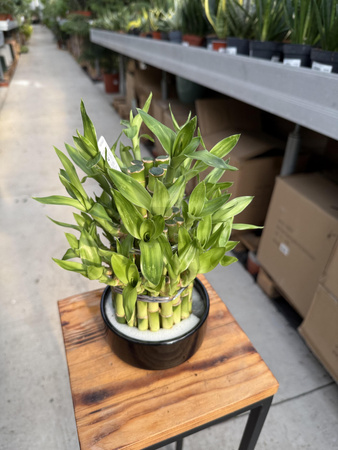 DRACENA LUCKY BAMBOO P12