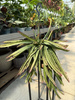 LEPISMIUM CRUCIFORME ROJO P15