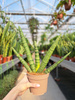SANSEVIERIA CYLINDRICA HANDSHAKE P12