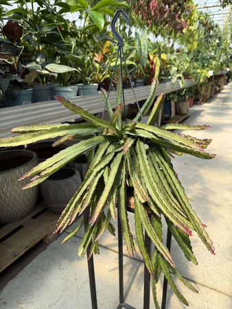 LEPISMIUM CRUCIFORME ROJO P15