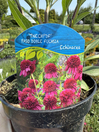 JEŻÓWKA 'PASO DOBLE FUCHSIA' P13