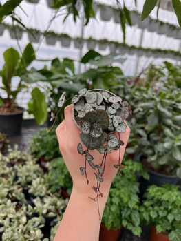 CEROPEGIA WOODI P6