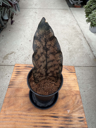 SANSEVIERIA STAR CANYON GRANITE P7