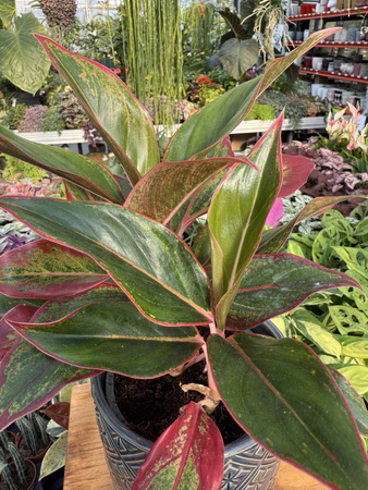AGLAONEMA CRETE P12