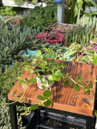 PILEA DEPRESSA P6
