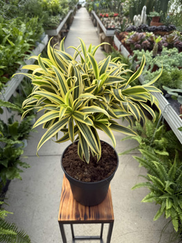 DRACENA REFLEXA SONG OF INDIA P21
