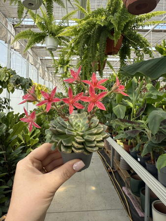 GRAPTOPETALUM BELLUM P6