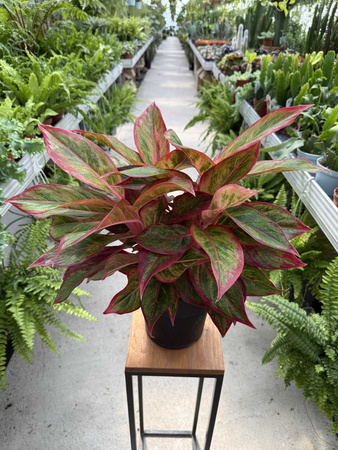 AGLAONEMA JUNGLE LAVA P19