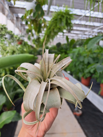 TILLANDSIA XEROGRAPHICA P8