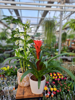 GUZMANIA HOPE RED WHITE P13