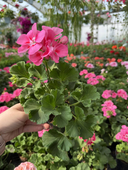 PELARGONIA STOJĄCA RÓŻOWA Z BIAŁTYM OCZKIEM ZESTAW 6 SZTUK