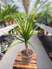 DRACENA MARGINATA P12