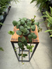 PEPEROMIA HOPE P12