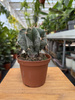 CACTUS ASTROPHYTUM P10