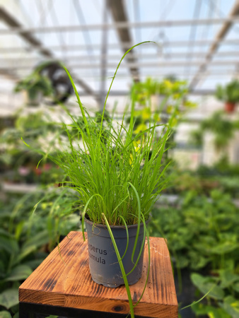 TRAWA DLA KOTA - CYPERUS