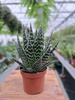 ALOE TIKI TAKI  P9