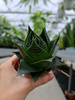 ALOE COSMO P8