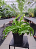 PAPROĆ ASPLENIUM HURRICANE P17