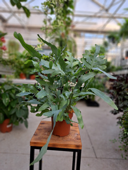 PAPROĆ PHLEBODIUM AUREUM BLUE STAR P12
