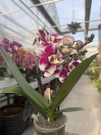 PHALENOPSIS MULTIFLORA TYPES RED SPIRIT RED P12