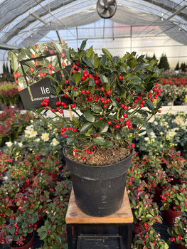 OSTROKRZEW KOLCZASTY  BLUE MAID P24