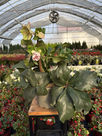 CIEMIERNIK GC ICE PICOTEE P17