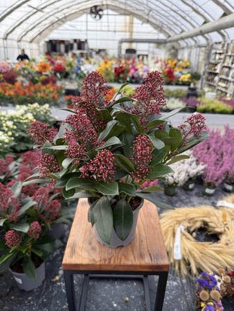SKIMMIA RUBELLA P12