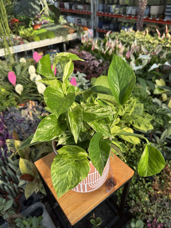 EPIPREMNUM MARBLE QUEEN P12