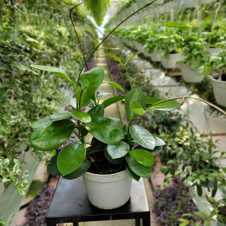 HOYA AUSTRALIA P13