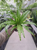 PAPROĆ ASPLENIUM OSAKA P17