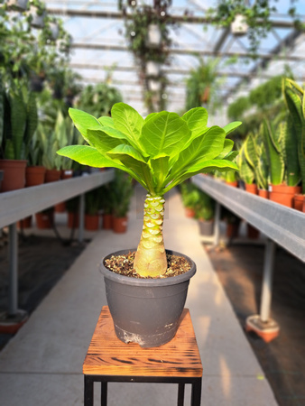 BRIGHAMIA INSIGNIS HAWAIIAN 21