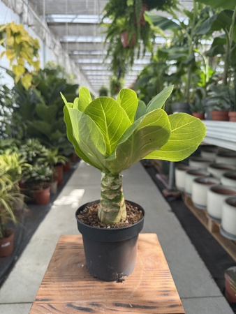 BRIGHAMIA INSIGNIS HAWAIIAN PALM P12