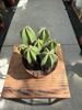 CEREUS 0154MAR P10