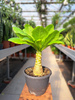 BRIGHAMIA INSIGNIS HAWAIIAN 21