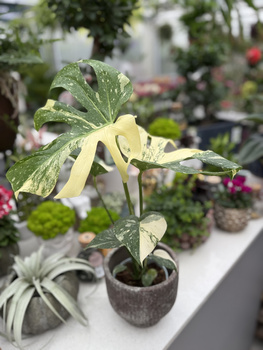 MONSTERA THAI CONSTELLATION P13