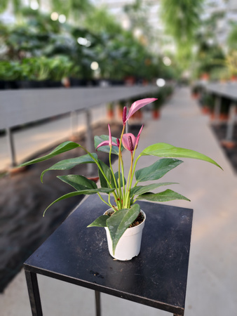 ANTHURIUM ZIZOU P7