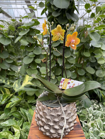 PHALENOPSIS LIMITED 54 P12