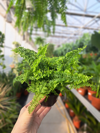 PAPROĆ MINI FLUFFY RUFFLES P10