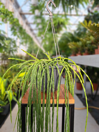 RHIPSALIS PARADOXA P15
