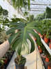MONSTERA DELICIOSA BIG FORM P19
